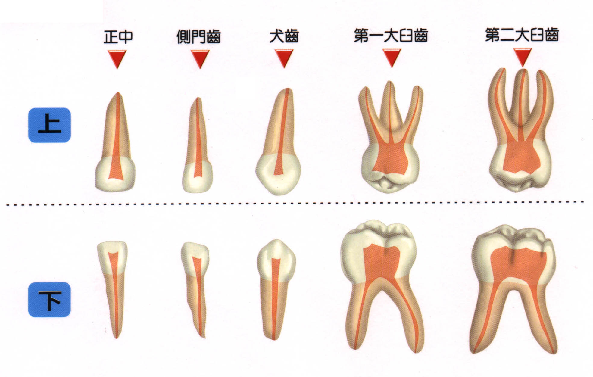 乳牙(baby teeth)计20颗